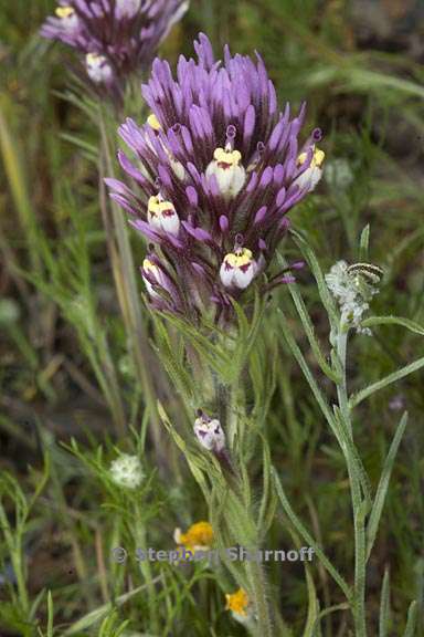 castilleja densiflora ssp densiflora 3 graphic